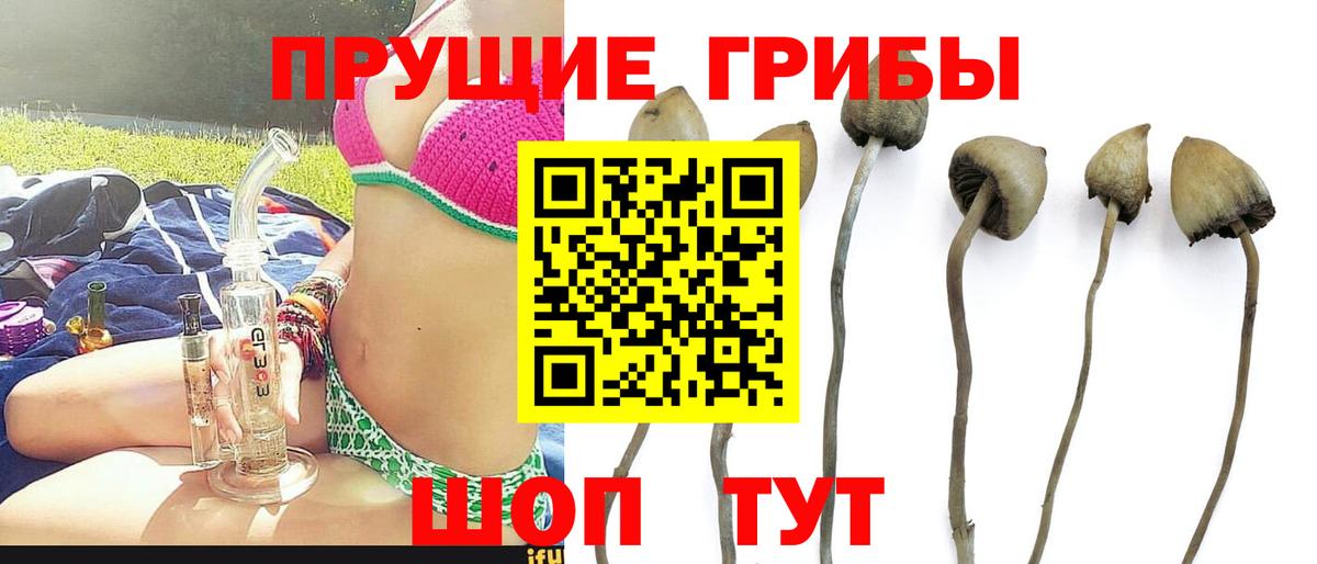 Псилоцибиновые грибы Psilocybe  Вход с VPN  Майский 